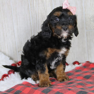 Athena - Available 1/8