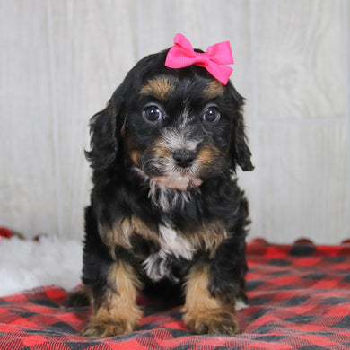 Avery - Available 1/8