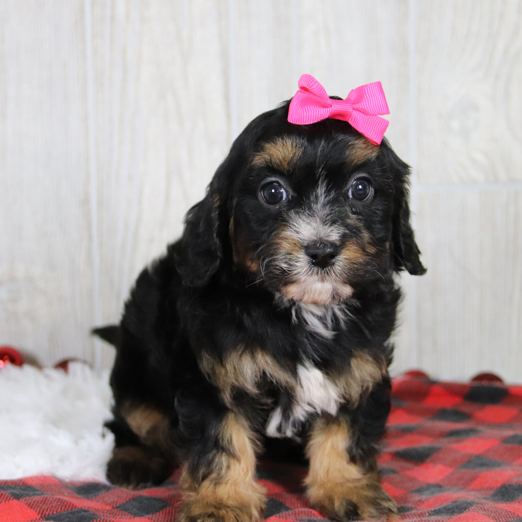 Avery - Available 1/8