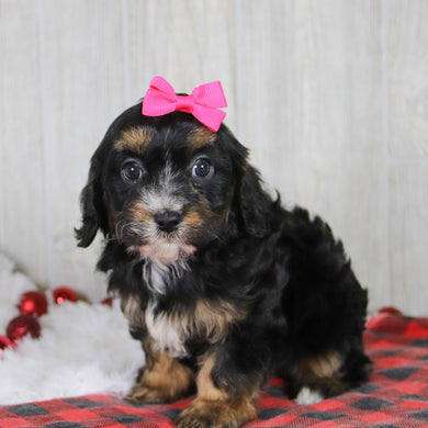 Avery - Available 1/8