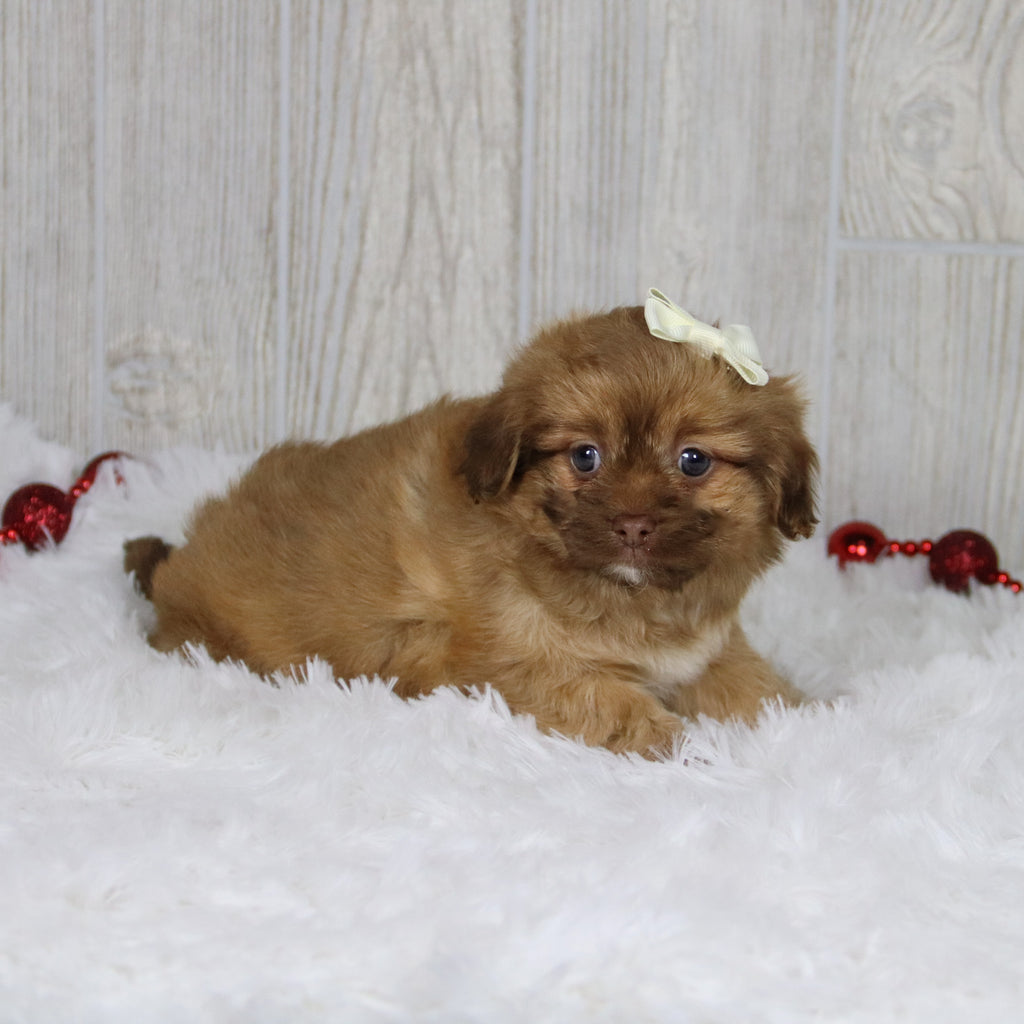 Sunni - Available 1/14