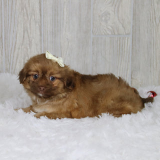 Sunni - Available 1/14