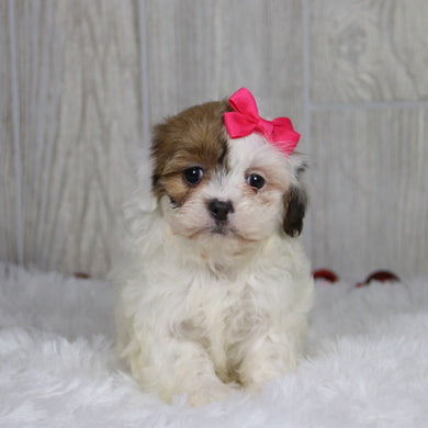 Pala - Available 1/14