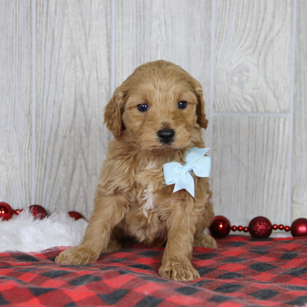 Jagger - Available 1/21