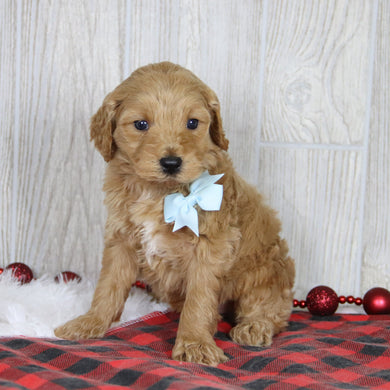 Jagger - Available 1/21