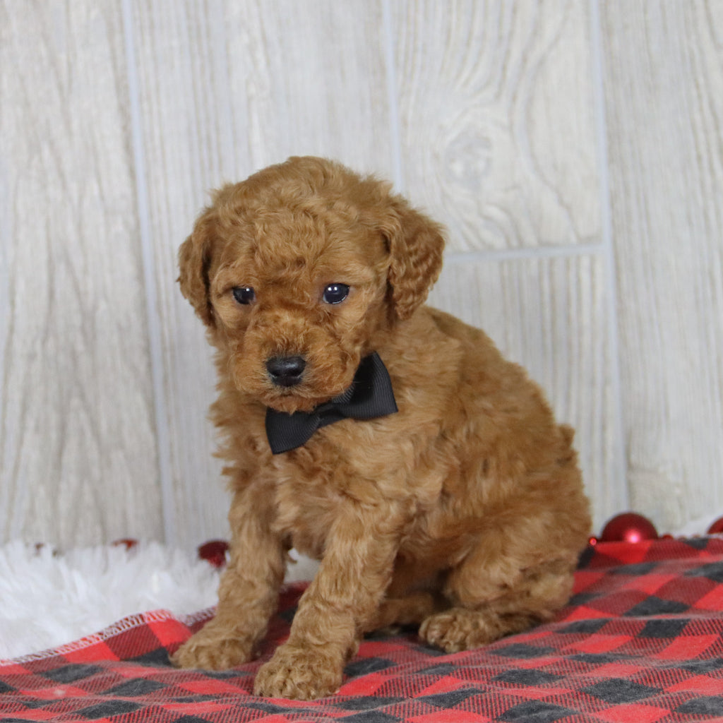 Kyle - Available 1/21