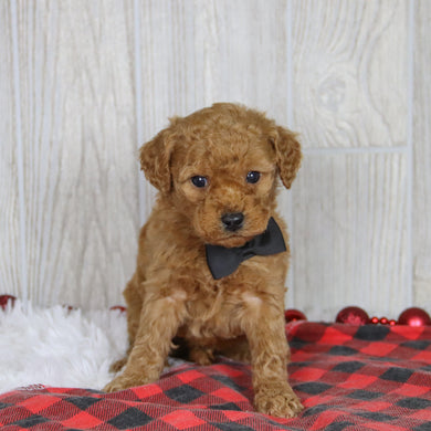 Kyle - Available 1/21