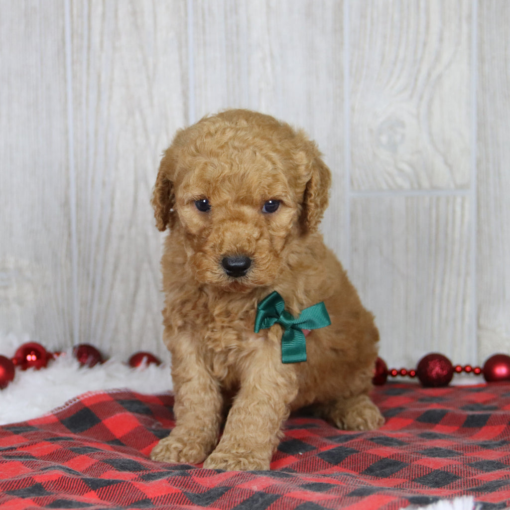 Dodge - Available 1/21