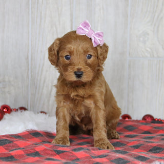 Lillian - Available 1/21