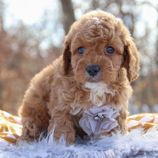 Handsome