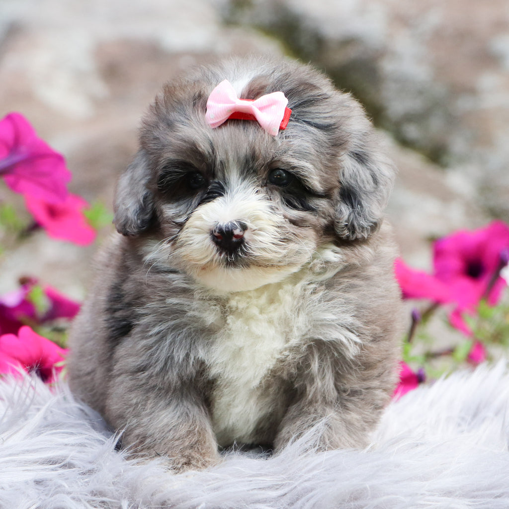 Trixie