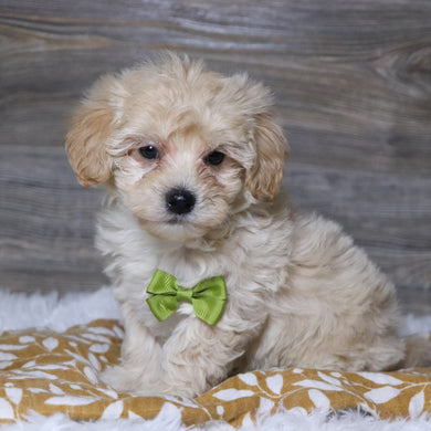 Aaron - Available 12/3