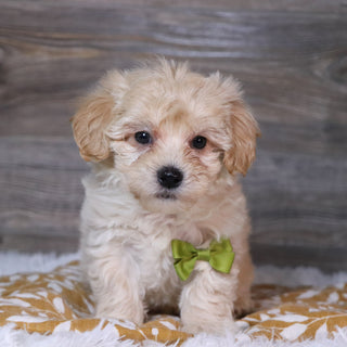 Aaron - Available Now