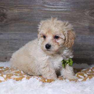 Aaron - Available Now