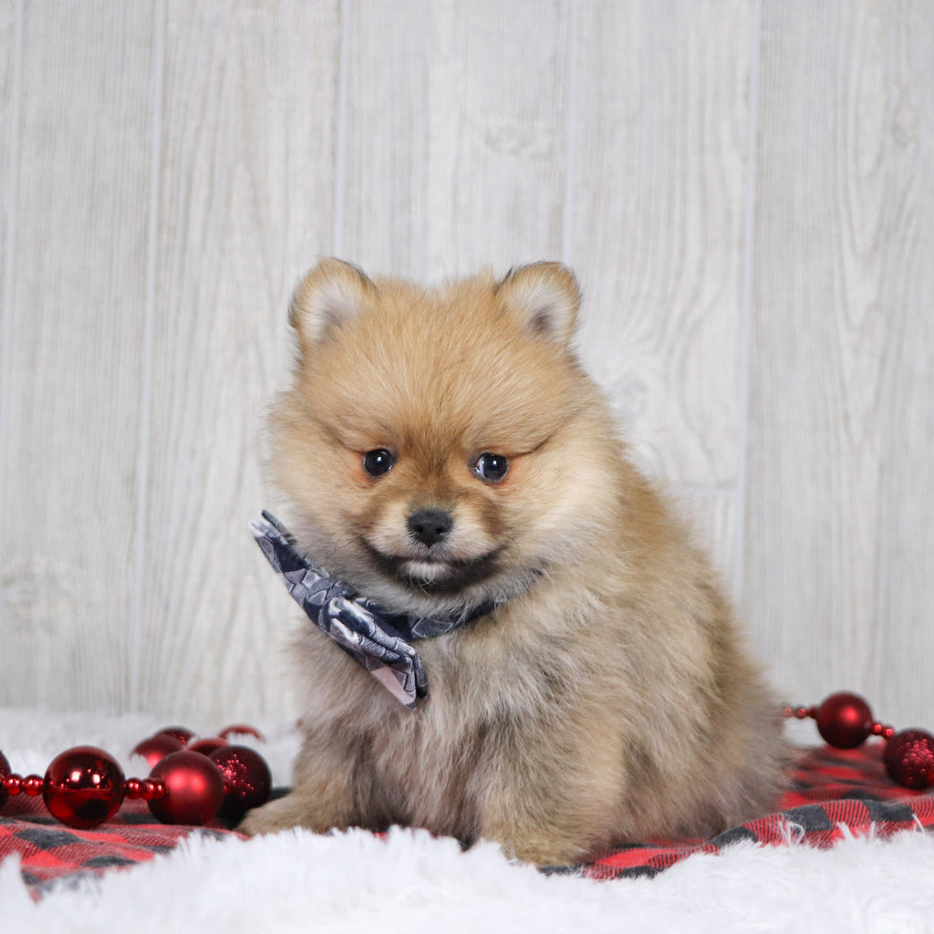 Abbott - Available 12/3