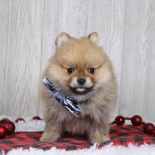 Abbott - Available Now