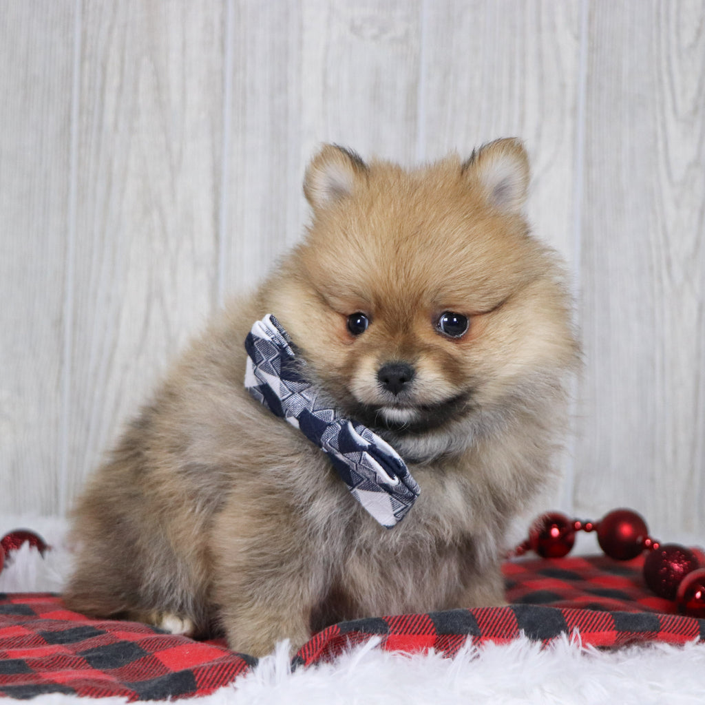 Abbott - Available 12/3