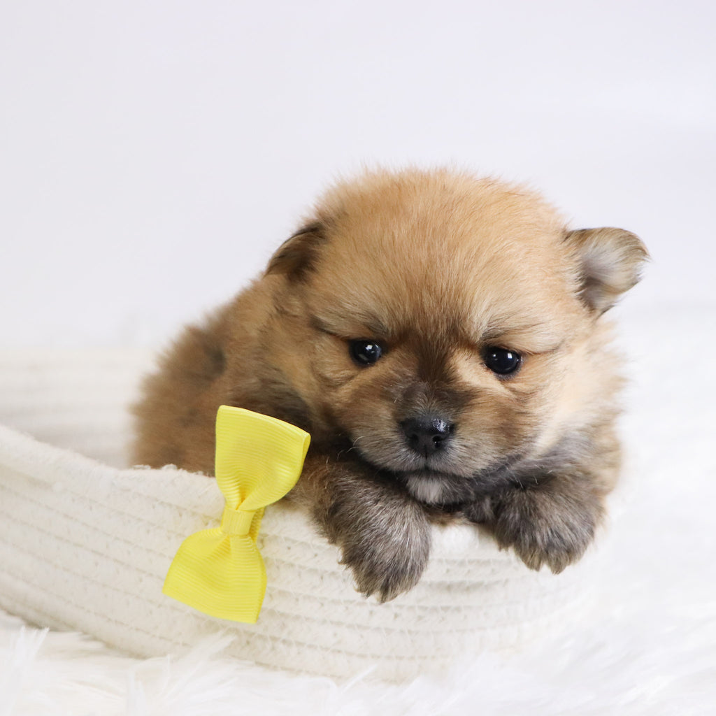 Abbott - Available Now