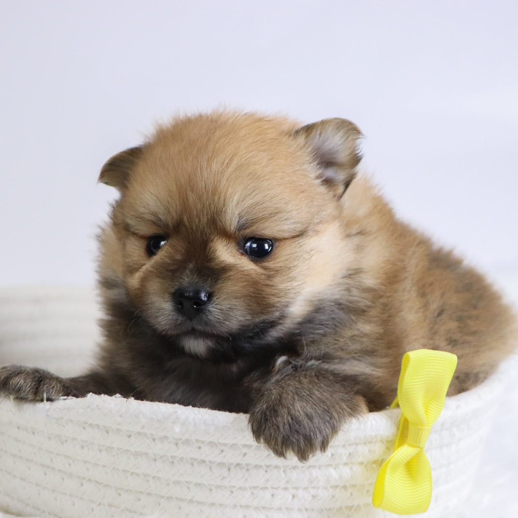 Abbott - Available Now