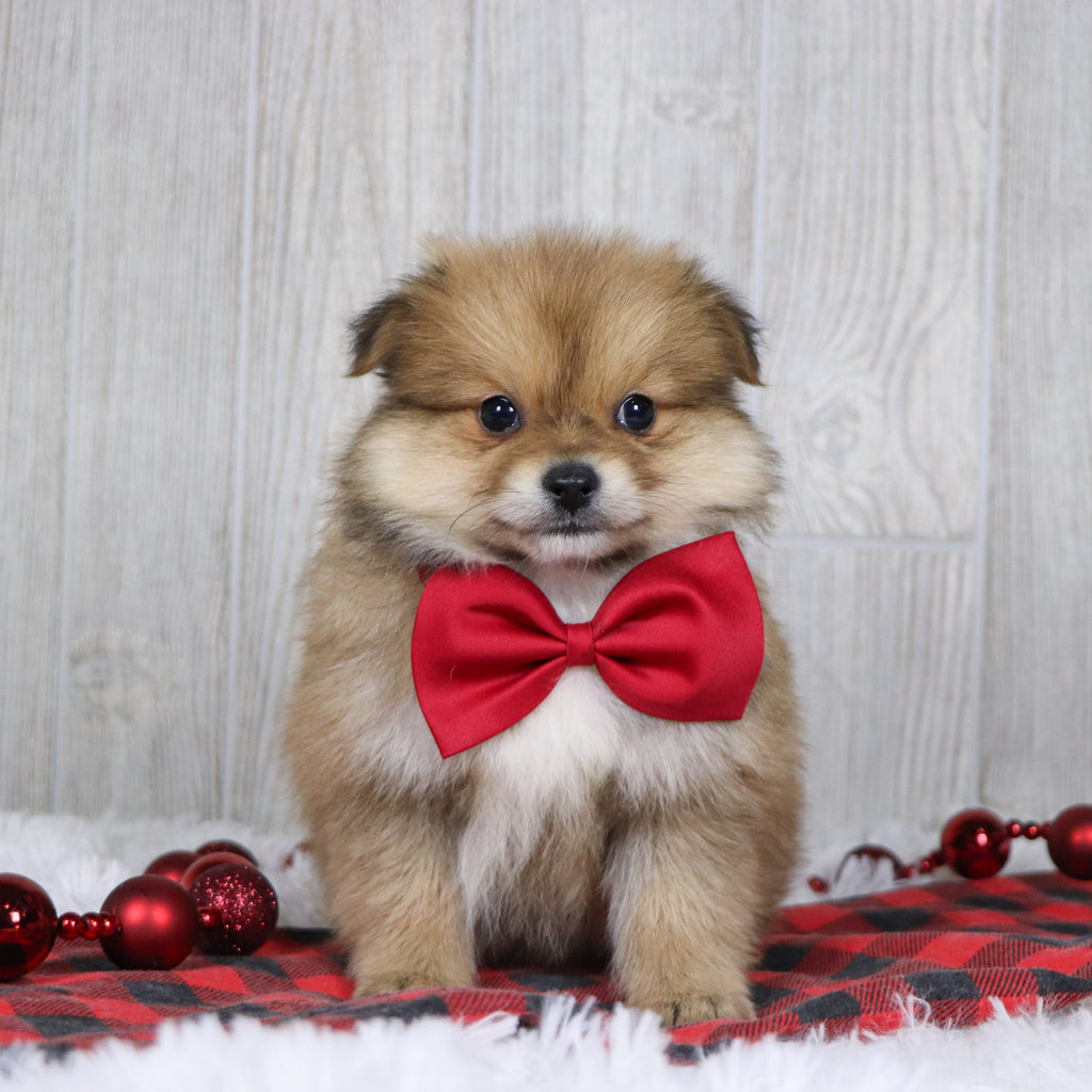 Abel - Available 12/3