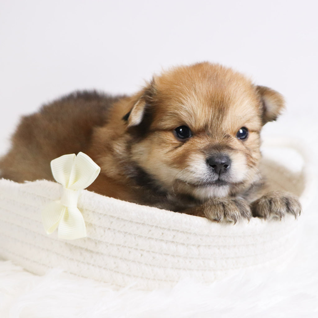 Abel - Available 12/3