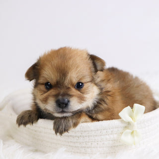 Abel - Available 12/3