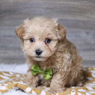 Abena - Available 12/3