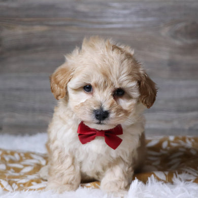 Abner - Available 12/3