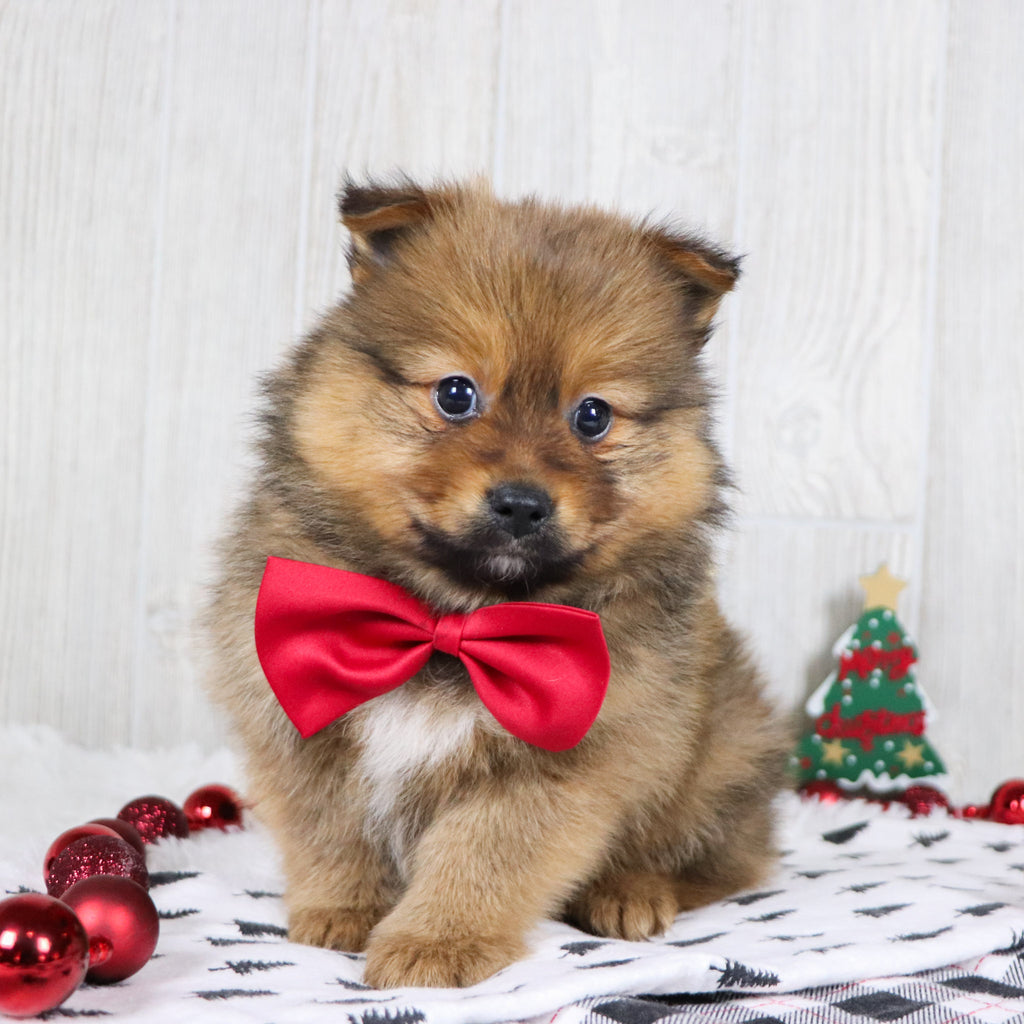 Abu - Available 12/3