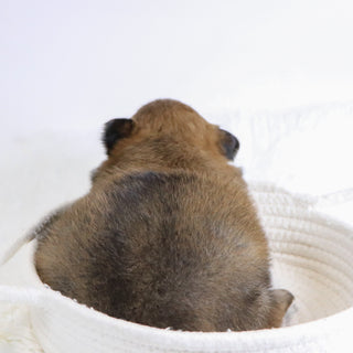 Abu - Available 12/3