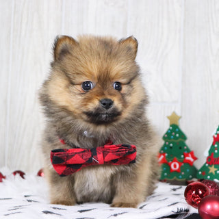 Acton - Available 12/3