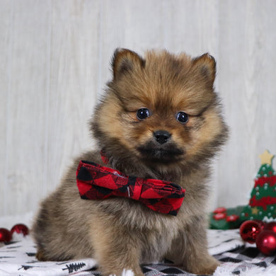 Acton - Available 12/3