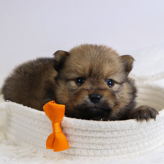 Acton - Available 12/3