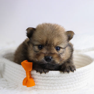 Acton - Available Now