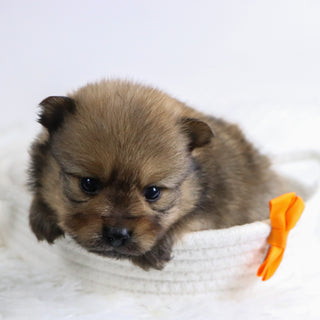 Acton - Available 12/3