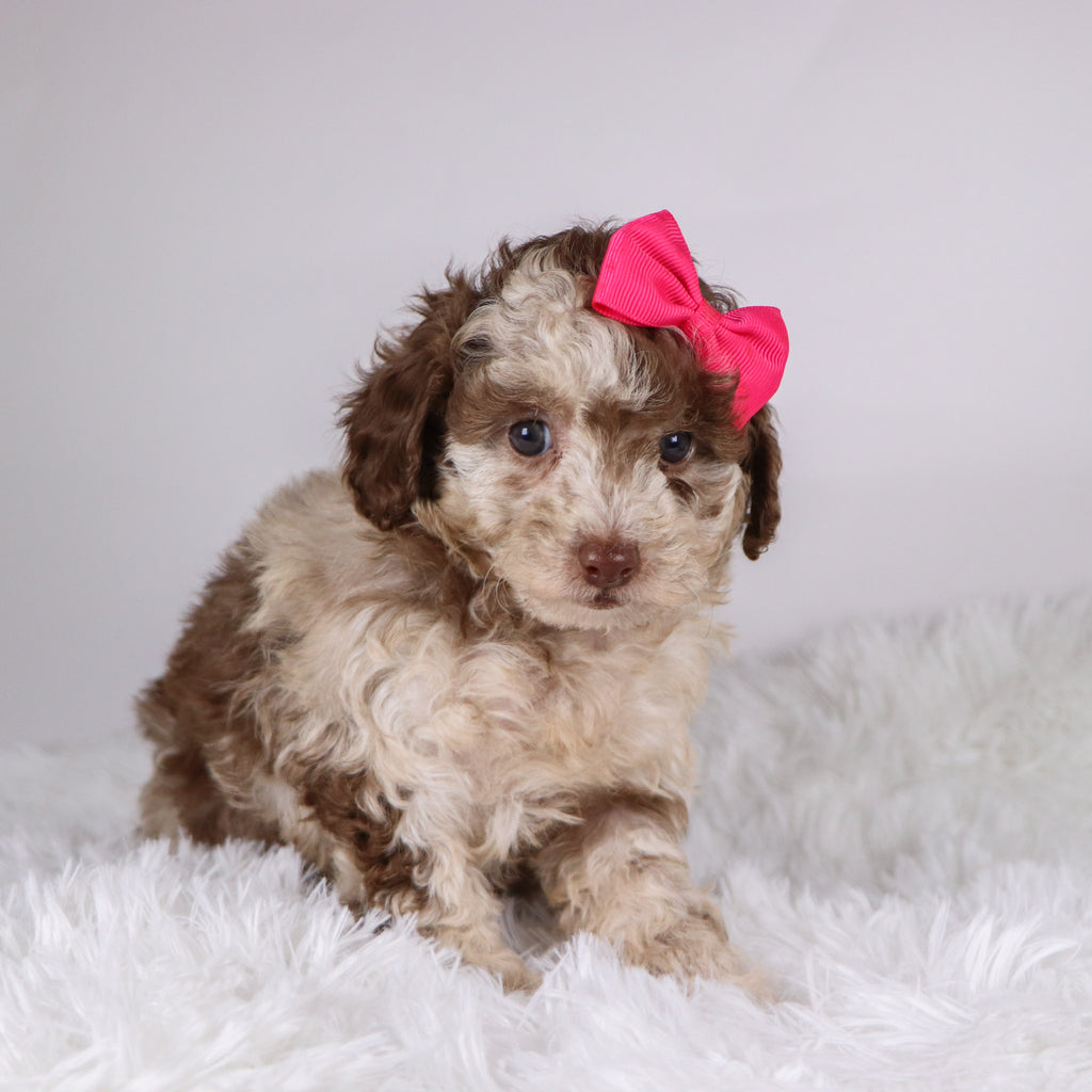 Addison - Available 11/26