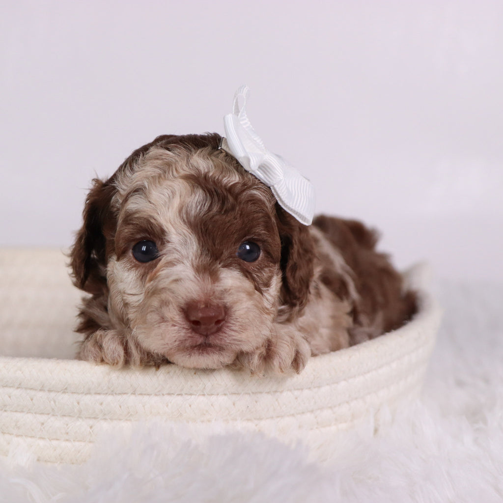 Addison - Available 11/26