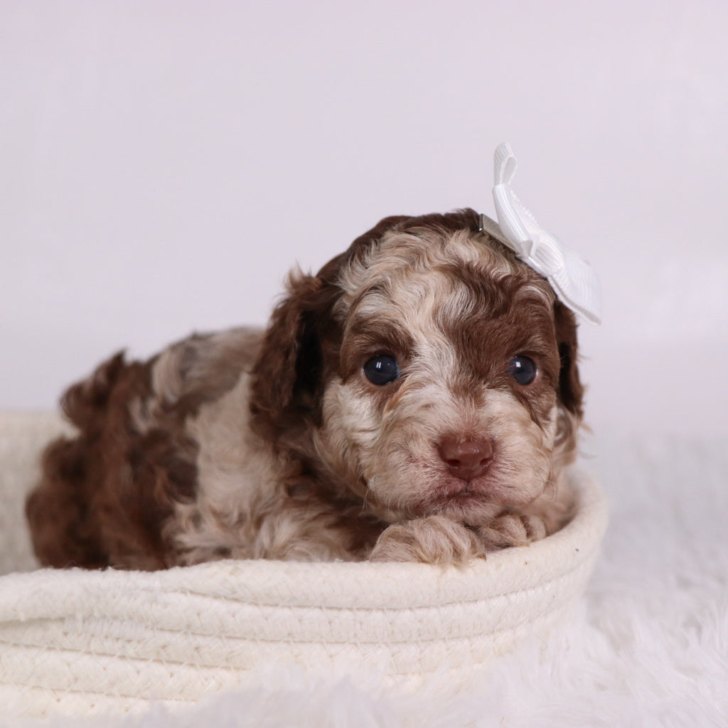 Addison - Available 11/26