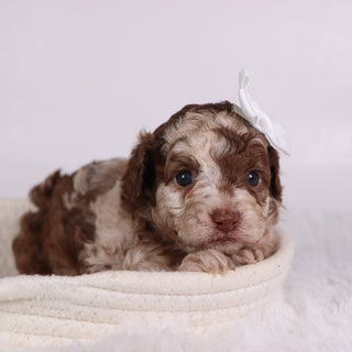 Addison - Available 11/26