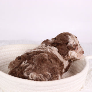 Addison - Available 11/26