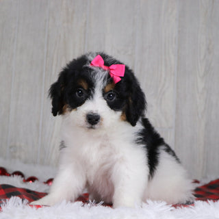 Adele - Available 12/17