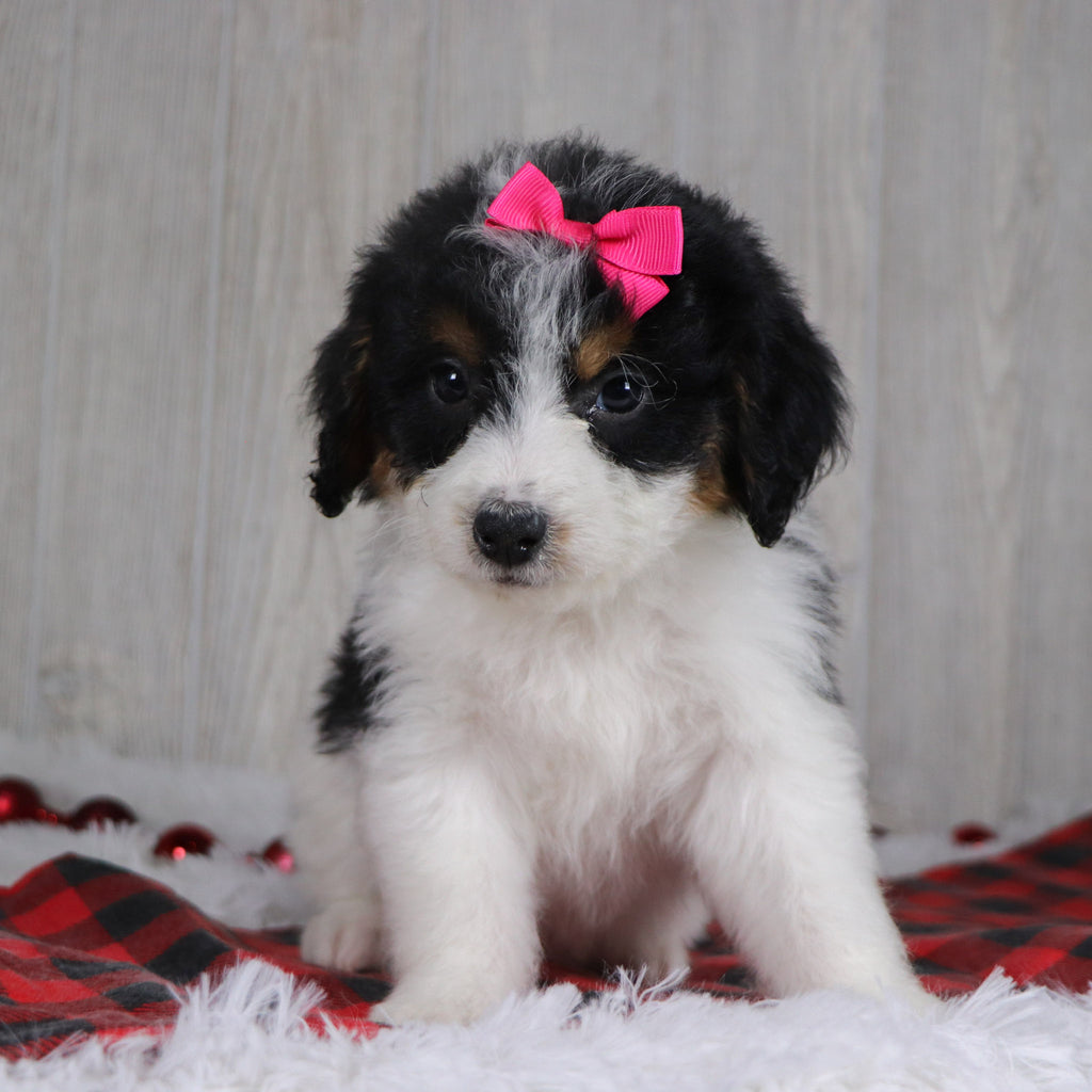 Adele - Available 12/17