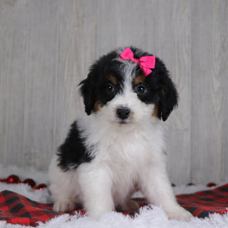 Adele - Available 12/17