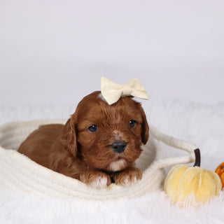 Adriana - Available 12/17