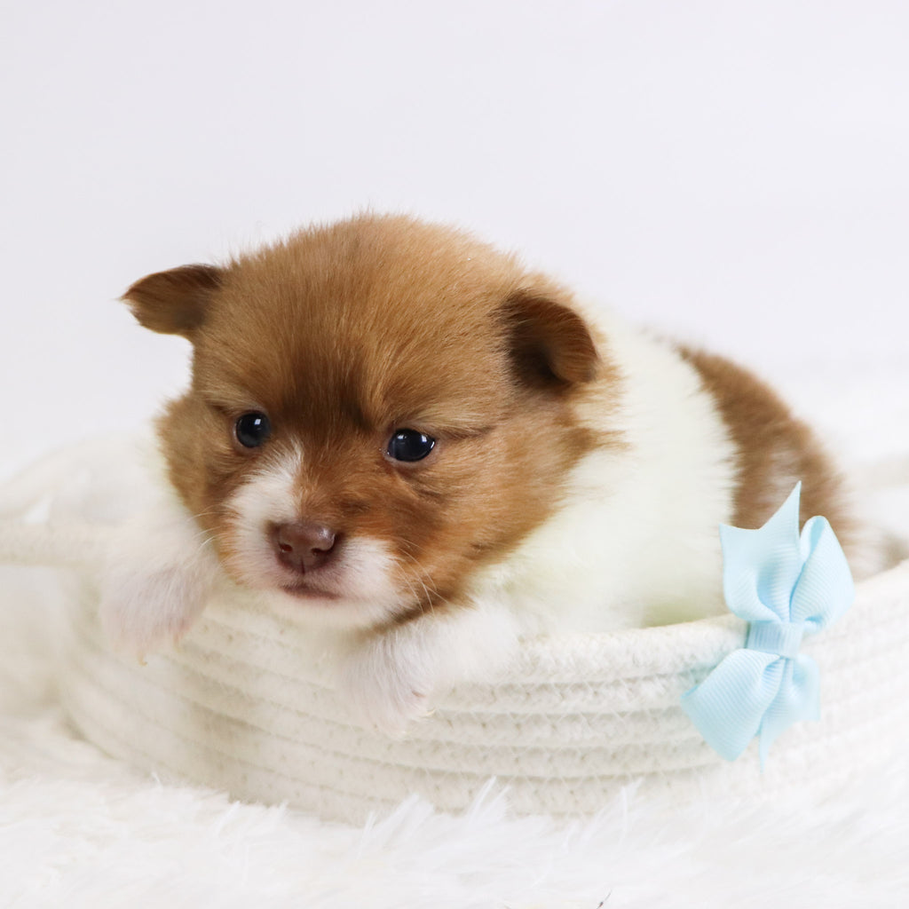 Adwin *PRE-TRAINED* - Available Now