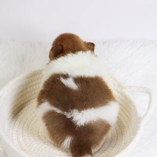 Adwin *PRE-TRAINED* - Available Now