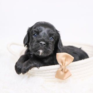 Alake - Available 12/3