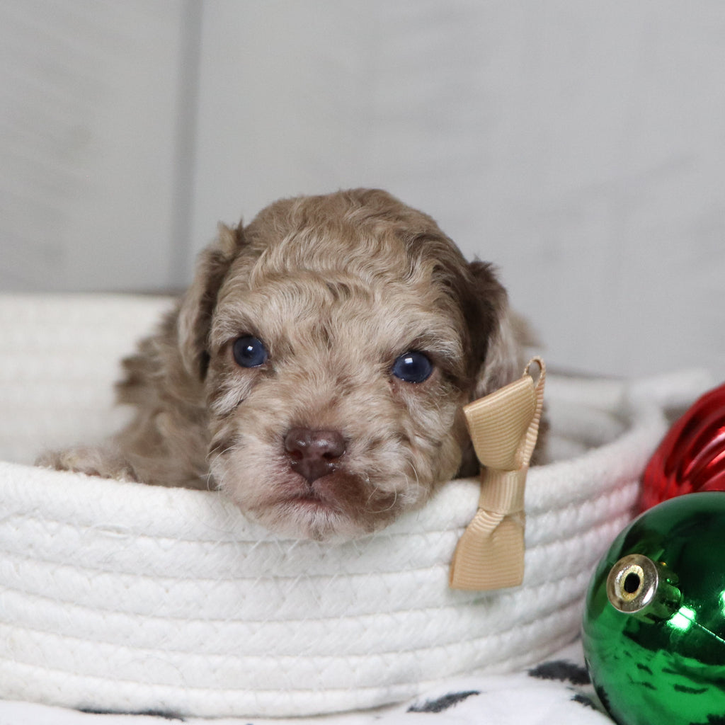 Aldie - Available 1/28