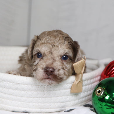 Aldie - Available 1/28