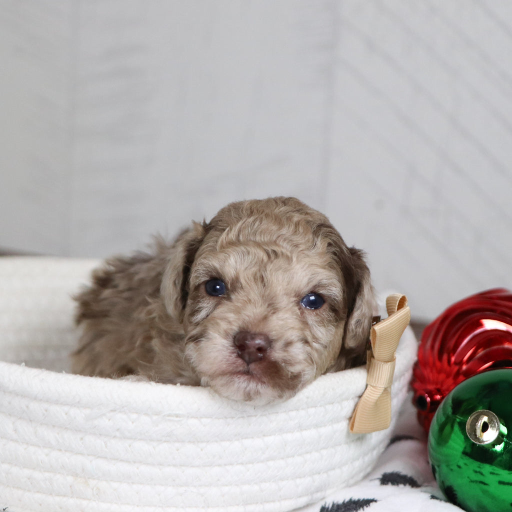 Aldie - Available 1/28